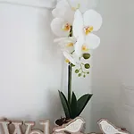 Orchidea