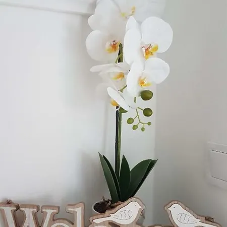 Orchidea